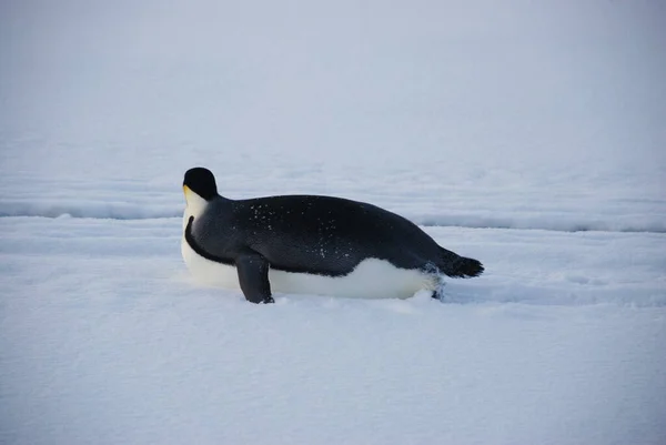 Kaiserpinguine Der Nähe Der Polarstation Antarktis — Stockfoto