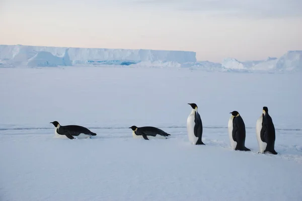 Pingüinos Emperadores Cerca Estación Polar Antártida —  Fotos de Stock