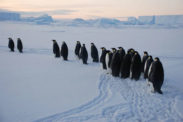 Kejser Pingviner Nær Polar Station Antarktis - Stock-foto