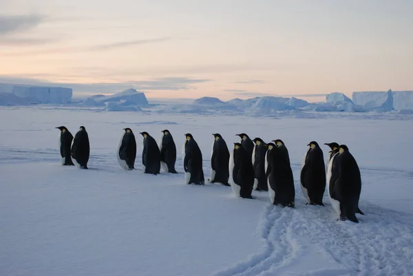 Pingüinos Emperadores Cerca Estación Polar Antártida — Foto de Stock