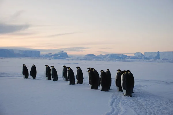 Pingwiny Cesarskie Pobliżu Stacji Polarnej Antarktyda — Zdjęcie stockowe