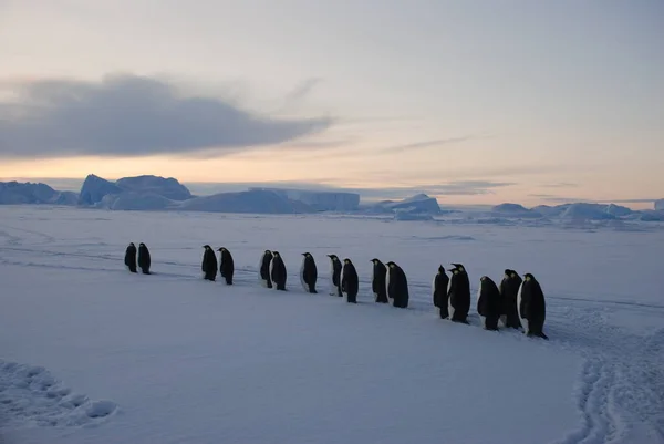 Pingüinos Emperadores Cerca Estación Polar Antártida —  Fotos de Stock