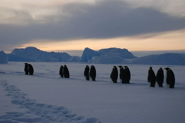 Pingüinos Emperadores Cerca Estación Polar Antártida —  Fotos de Stock