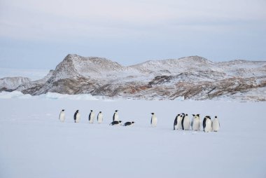 Antarktika 'daki kutup istasyonu yakınlarında imparator penguenleri
