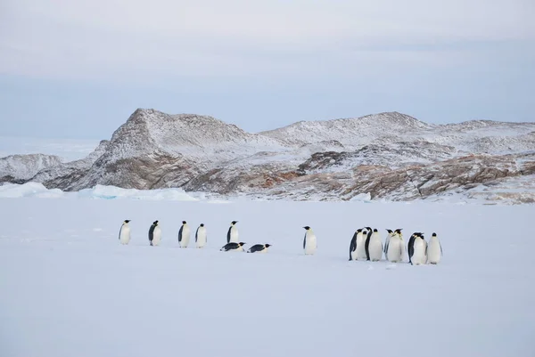 Pingüinos Emperadores Cerca Estación Polar Antártida —  Fotos de Stock