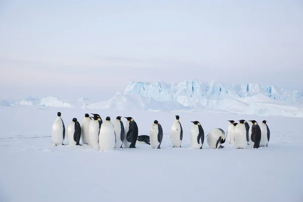 Pinguini Imperatore Vicino Alla Stazione Polare Antartide — Foto Stock