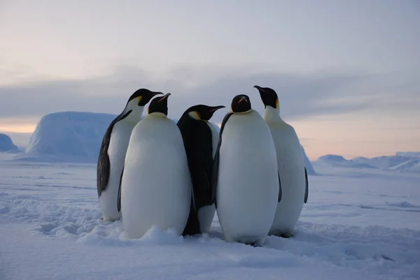 Pinguini Imperatore Vicino Alla Stazione Polare Antartide — Foto Stock