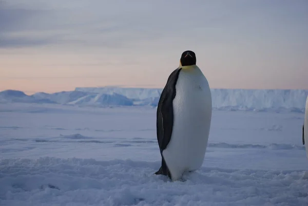 Pinguini Imperatore Vicino Alla Stazione Polare Antartide — Foto Stock