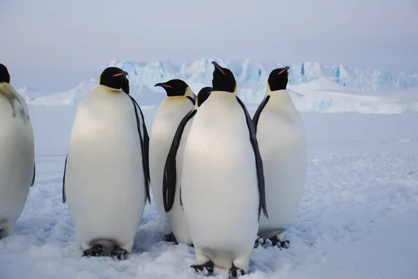 南極の極駅近くの皇帝ペンギン — ストック写真