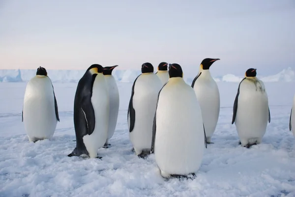 Pingüinos Emperadores Cerca Estación Polar Antártida — Foto de Stock