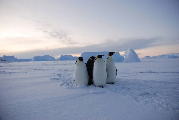 Kejsarpingviner Nära Polarstationen Antarktis — Stockfoto