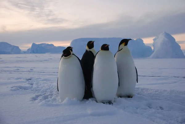 Pingüinos Emperadores Cerca Estación Polar Antártida —  Fotos de Stock