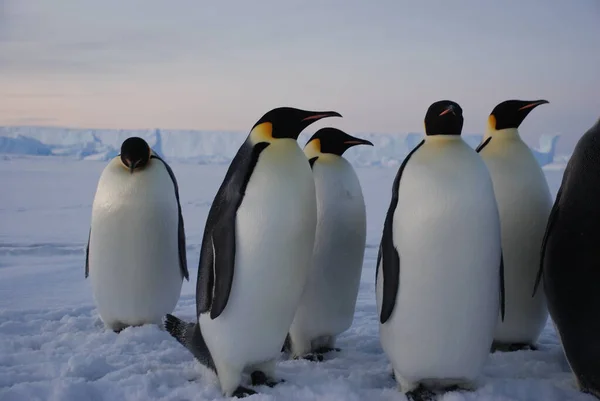 Tučňáci Císařští Poblíž Polární Stanice Antarktida — Stock fotografie