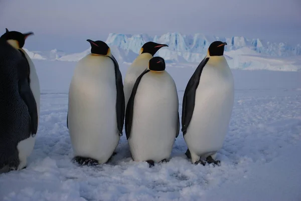 Императорские Пингвины Возле Полярной Станции Антарктиде — стоковое фото