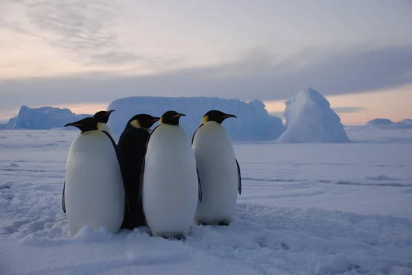 Emperor Penguins Polar Station Antarctica — Stock Photo, Image