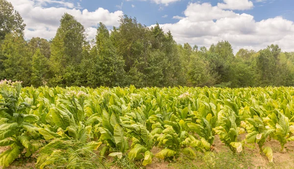 Tobacco Field Southern Virginia — Stock Photo, Image