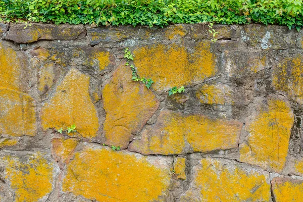 用常春藤做背景的黄色旧石墙 — 图库照片