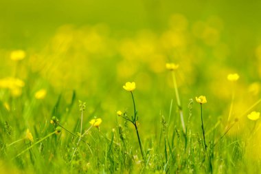 Bir tarlada soğan çiçekleri.