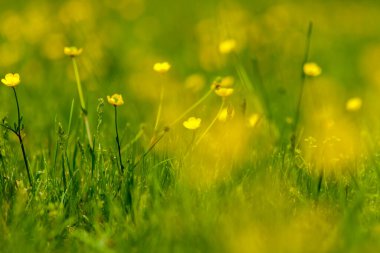 Bir tarlada soğan çiçekleri.
