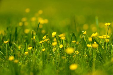 Bir tarlada soğan çiçekleri.