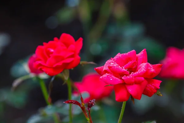 Rote Rosen Voller Blüte — Stockfoto