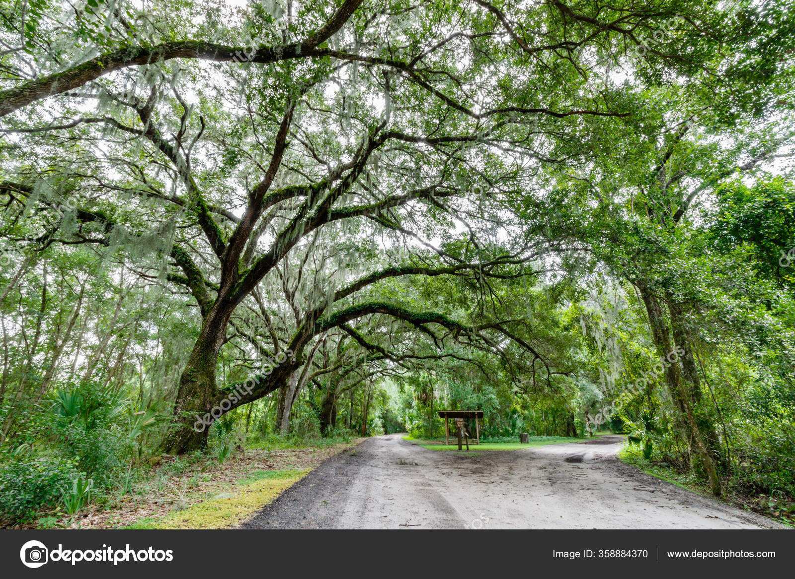 Live Oaks Spanish Moss Carney Island Recreation Conservation Area