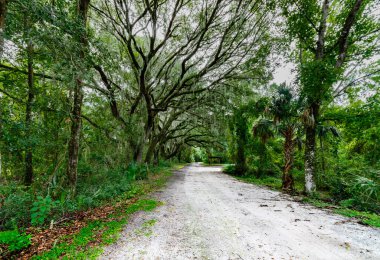 Live Oaks ve İspanyol Moss i Carney Adası Eğlence ve Koruma Alanı.