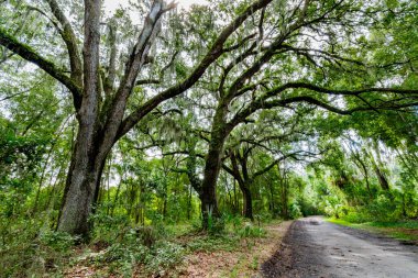 Live Oaks ve İspanyol Moss i Carney Adası Eğlence ve Koruma Alanı.