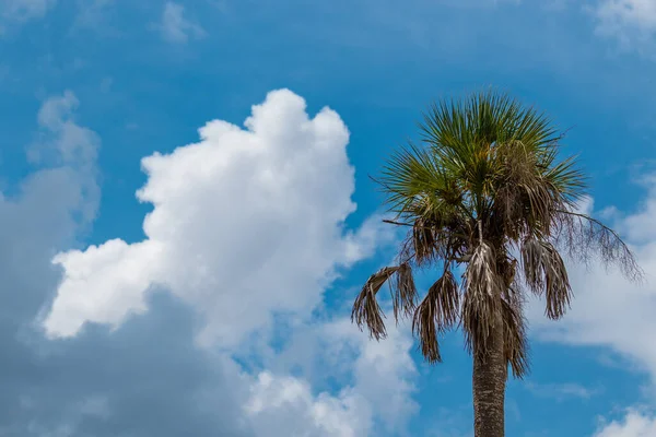 Пальма Проти Хмар Блакитного Неба — стокове фото
