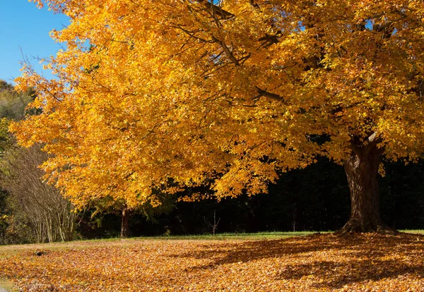 枫树在秋天的峰色 图库照片