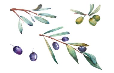  Zeytin litresi dalı beyaz arka planda böğürtlen yeşili bırakır