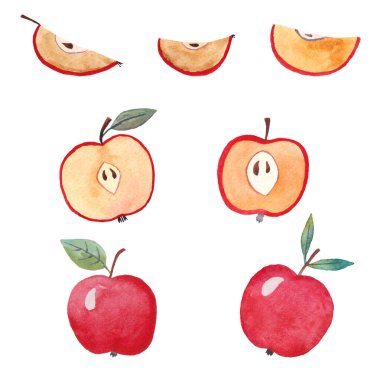  Kırmızı elmalar ikiye bölünmüş, dilimler. Beyaz arkaplanda suluboya çizimi