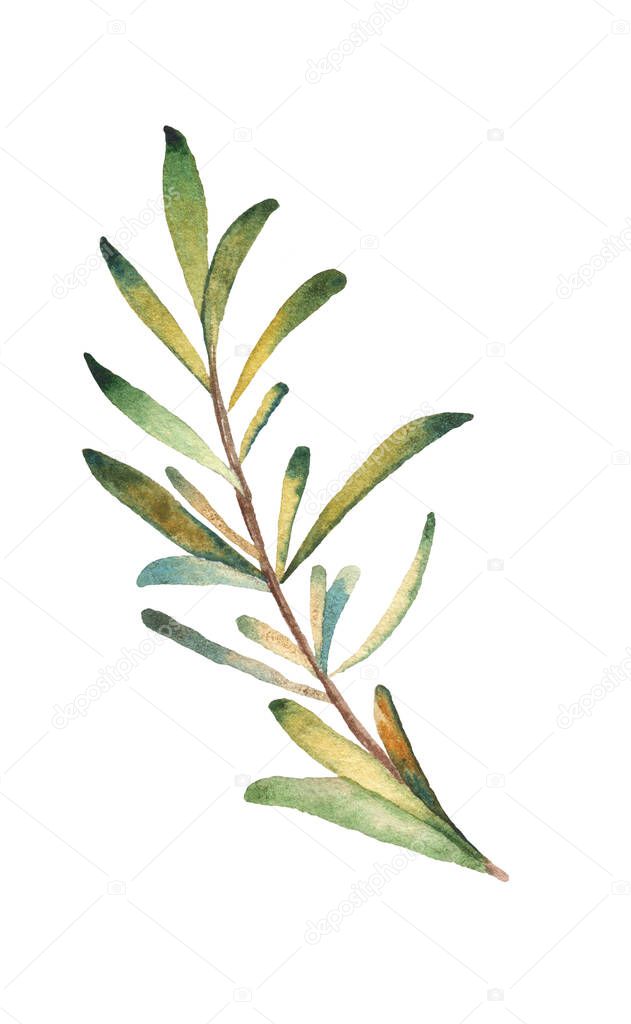 leaf rosemary watercolor branch on a white background