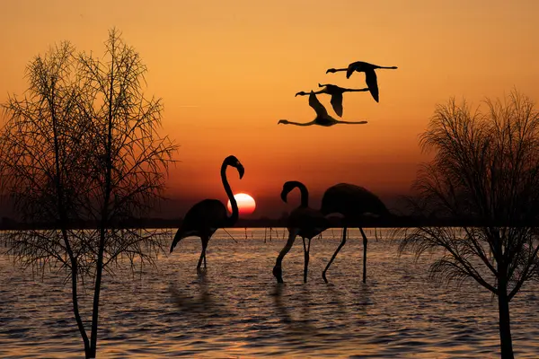 Живописная Панорама Закате Фламинго — стоковое фото