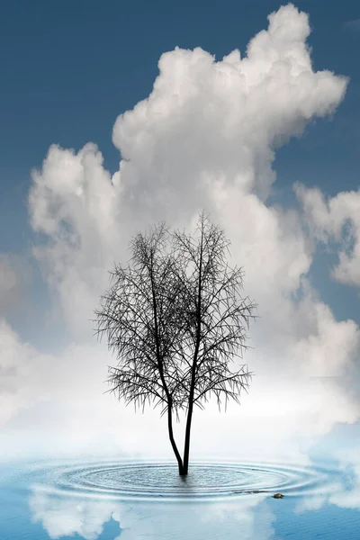 Силуэт Обнаженного Дерева Голубом Пруду — стоковое фото