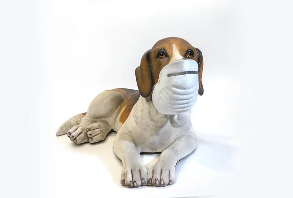 Dog with mask.Faux resin model of Beagle breed dog with antivirus mask