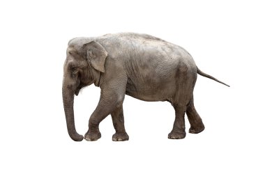  Fil yürüyüşü, ve beyaz arka planda izole edilmiş.