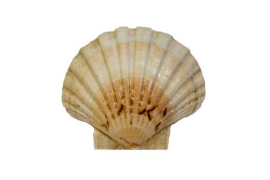 Beyaz bir arka planda deniz kabuğuna yakın çekim. İzole edilmiş deniz tarağı. Pecten jacobaeus..
