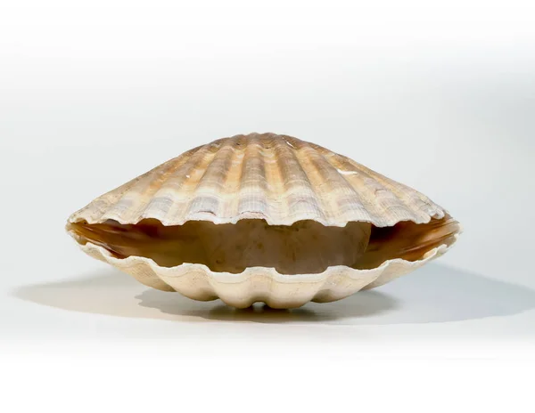 Beyaz bir arka planda deniz kabuğuna yakın çekim. İzole edilmiş deniz tarağı. Pecten jacobaeus..