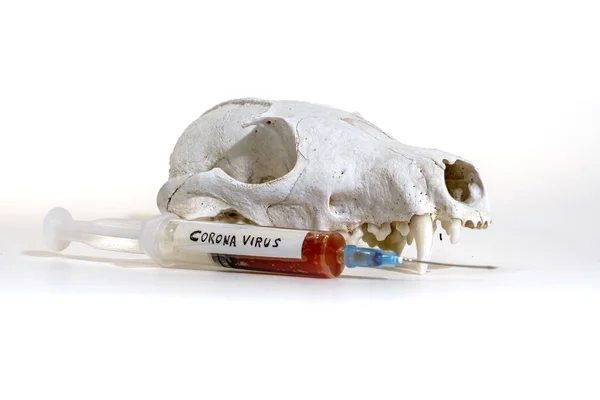 Coronavirus yazıtlı kırmızı sıvıyla dolu bir şırınga ile köpek kafatası.
