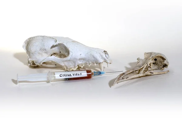 Kutya Madár Koponya Vörös Folyadékkal Teli Fecskendővel Coronavirus Felirattal — Stock Fotó