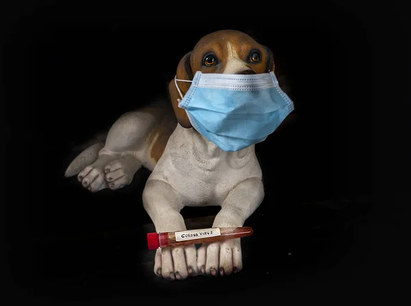 Maskeli bir köpek. Antivirüs maskeli sahte bir Beagle cins köpek.