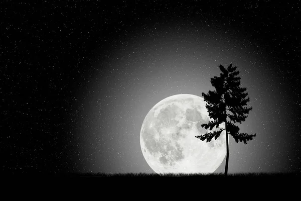 大きな月の星空と木々のシルエットで夜の風景を描いたイラスト — ストック写真