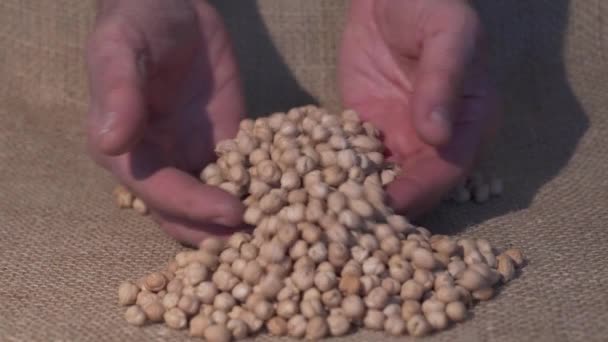Natural Dried Chickpeas Raw Yuta Cloth Farmer Hand Moves Beans — Stock Video