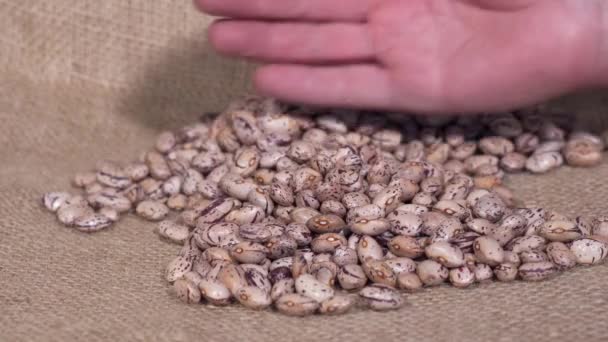 Dried Beans Natural Jute Cloth Farmer Hand Moves Beans Close — Stock Video