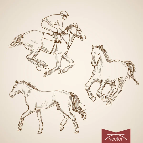 Reiter und Pferde — Stockvektor