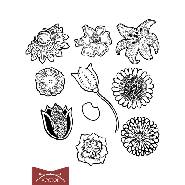 Elementos florales doodle collage — Vector de stock