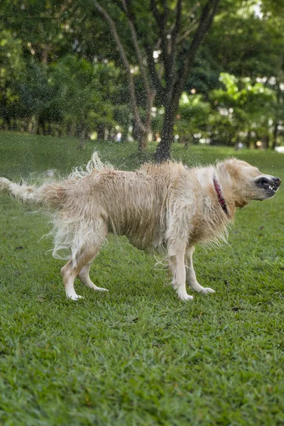 Natte Hond Schudden Het Park — Stockfoto