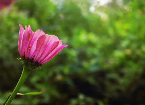 Baharın yeşil tarlasında güzel pembe çiçek yumuşak bulanık yeşil çimen arka planında makro, kopyalama alanı