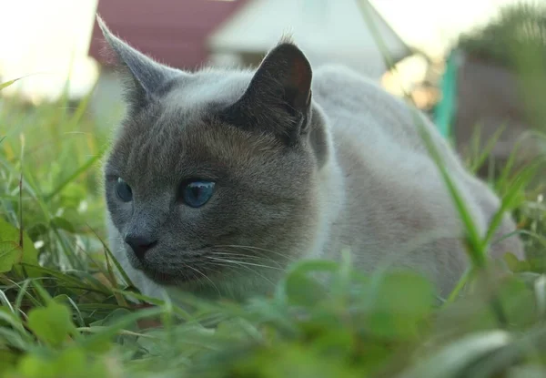 Gray Cat Sits Blue Eyes Sitting Grass Foreground Grass Blurred — Stock Photo, Image